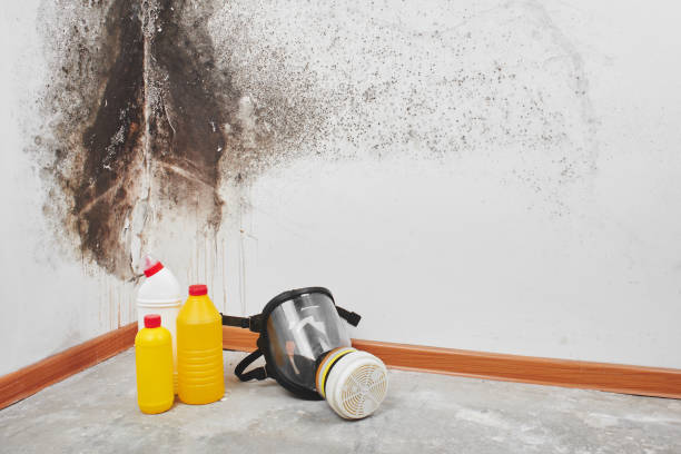 Best Kitchen Mold Remediation in Kings Bay Base, GA