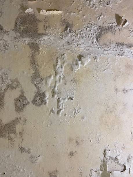Best Attic Mold Remediation in Kings Bay Base, GA