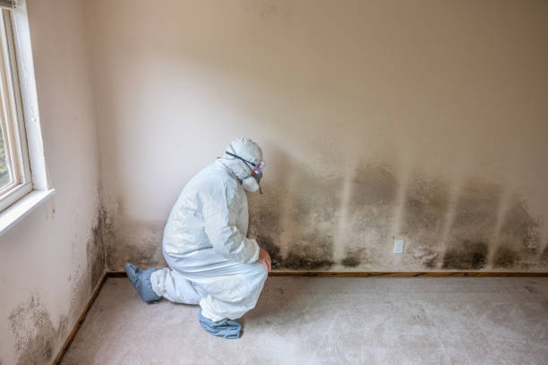 Best White Mold Remediation in Kings Bay Base, GA