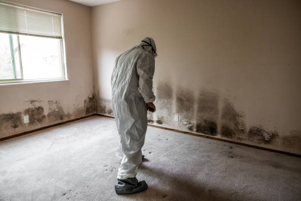 Best Basement Mold Remediation in Kings Bay Base, GA
