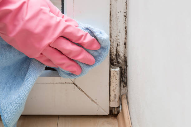 Best Insurance-Related Mold Remediation in Kings Bay Base, GA